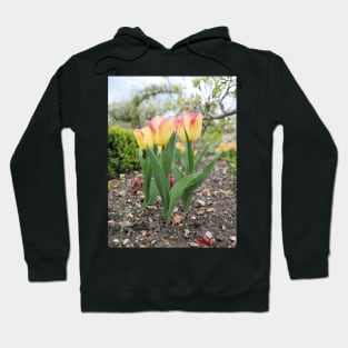 Pink and yellow tulip flowers Hoodie